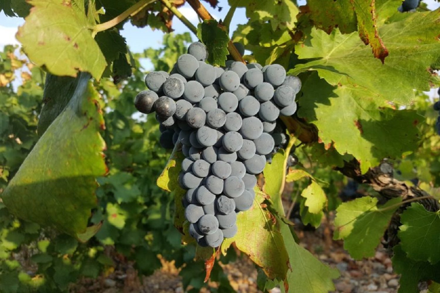 Vignoble de Collioure