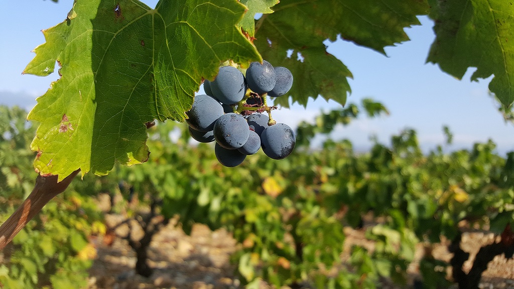 Vignobles d Occitanie
