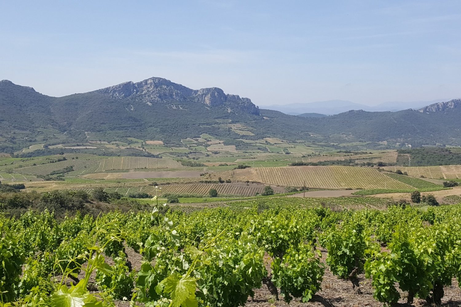 Vignobles du Languedoc Roussillon
